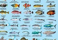 Ikan Di Sekolahan Bahasa Inggris