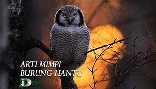 Mimpi Burung Hantu No Togel